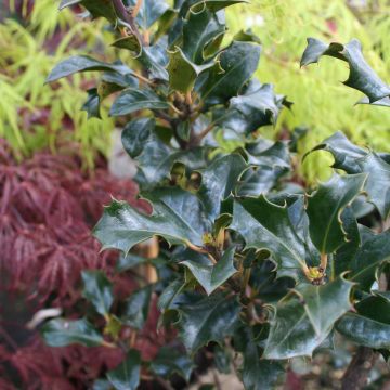 American Holly - Ilex meserveae Blue Angel