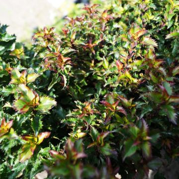 Ilex x meserveae MAGICAL Little Rascal Mondo - Blue Holly