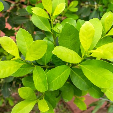 Ilex paraguariensis Garden2cup - Yerba Mate