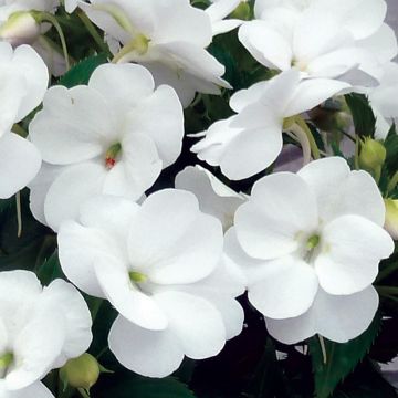 Impatiens x hawkeri SunPatiens Vigorous Clear White - New Guinea Impatiens