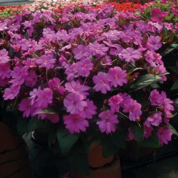 Impatiens x hawkeri SunPatiens Vigorous Lavender - New Guinea Impatiens