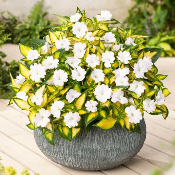 Impatiens SunPatiens Vigorous White Variegated - Busy Lizzie