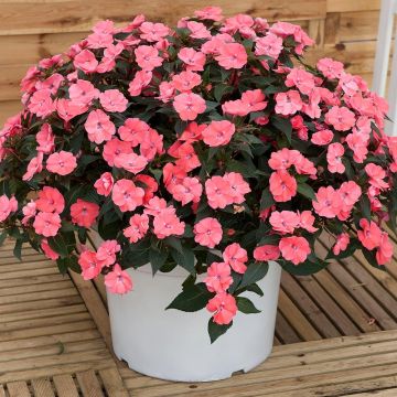 Impatiens x hawkeri SunPatiens Vigorous Pink Pearl - New Guinea Impatiens