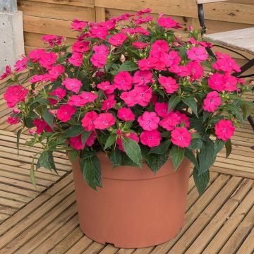 Impatiens x hawkeri SunPatiens Vigorous Rose Pink - New Guinea Impatiens