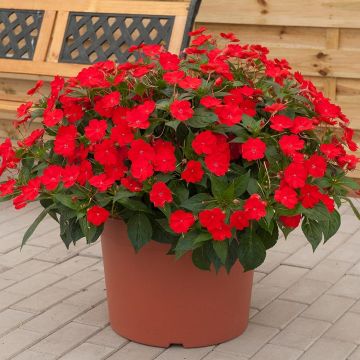 Impatiens x hawkeri Sunpatiens Vigorous Scarlet - New Guinea Impatiens