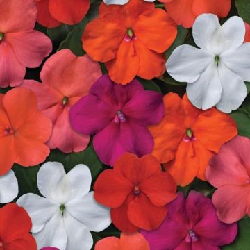 Impatiens walleriana Beacon® Mix 