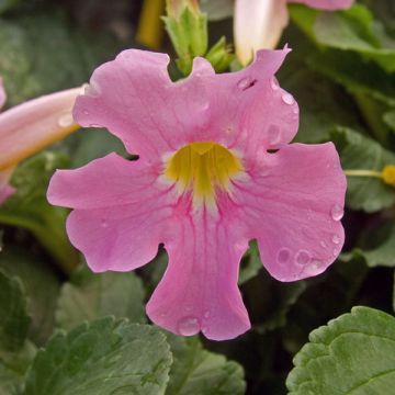 Incarvillea delavayi - Hardy Gloxinia