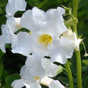 Incarvillea delavayi Snowtop - Hardy Gloxinia