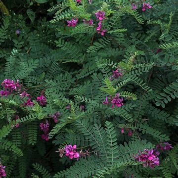 Indigofera heterantha