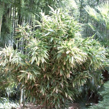 Indocalamus latifolius