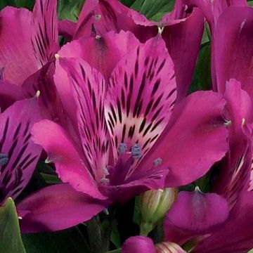 Alstroemeria Inticancha Machu - Peruvian Lily