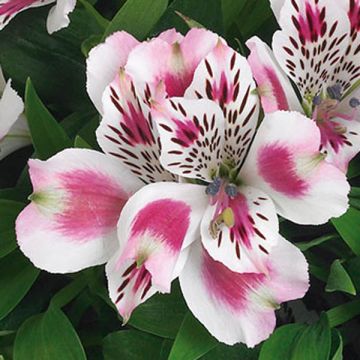 Alstroemeria Inticancha White Pink Blush - Peruvian Lily