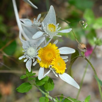 Inula candida ssp.verbascifolia