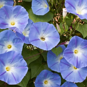 Ipomées Heavenly Blue - Ipomoea tricolor