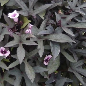 Sweet Potato Sweet Caroline Purple - Ipomoea batatas