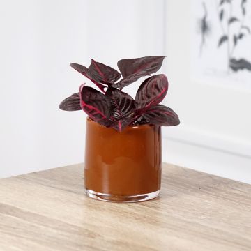 Iresine herbstii Bloodleaf - Herbst's bloodleaf