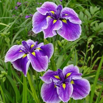 Iris ensata Crystal Halo - Japanese Water Iris