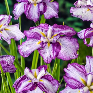 Iris ensata Dinner Plate Tiramisu - Japanese Water Iris