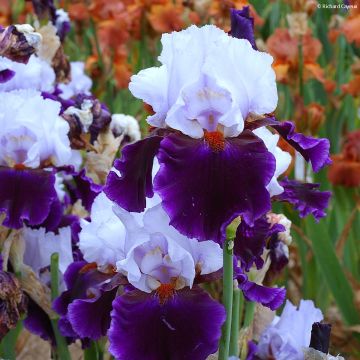 Iris germanica Magnetisme