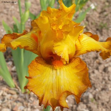 Iris Souffle Chaud - Tall Bearded Iris