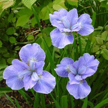 Iris sibirica Dear Delight - Siberian Iris