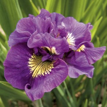 Iris sibirica Double Standard - Siberian Iris