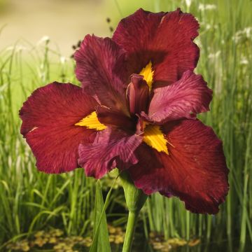 Iris sibirica Blue King - Siberian Iris