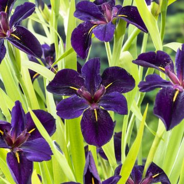 Iris louisiana Black Gamecock 