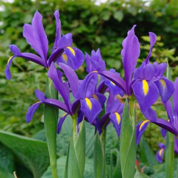 Iris hollandica Blue Magic - Dutch Iris