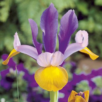 Iris hollandica Frans Hals - Dutch Iris