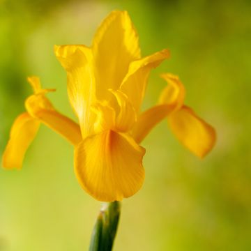 Iris x hollandica Golden Harvest
