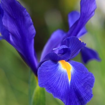 Iris x hollandica Professor Blaauw