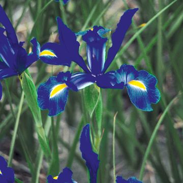Iris hollandica Telstar - Dutch Iris