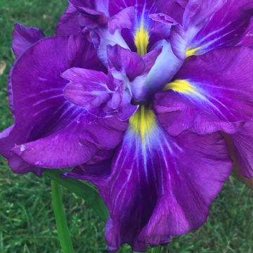 Iris ensata Dinner Plate Blueberry Pie - Japanese Water Iris