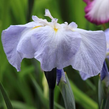 Iris ensata Dinner Plate Ice Cream - Japanese Water Iris