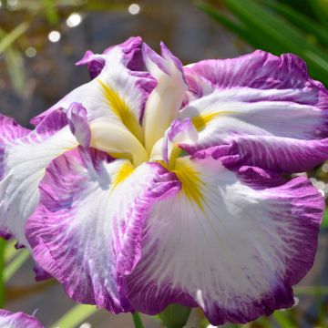 Iris ensata Dinner Plate Tiramisu - Japanese Water Iris
