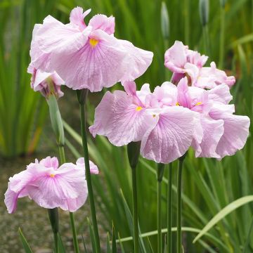 Iris ensata Dinner Plate Tub Tim Grob - Japanese Water Iris