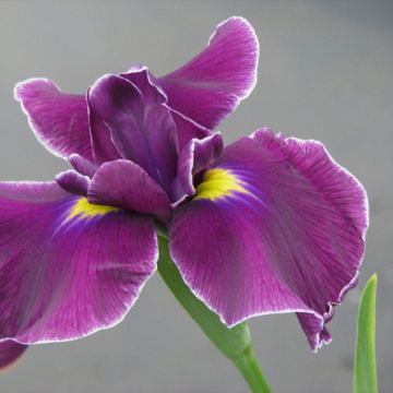Iris ensata Japanese Pinwheel - Japanese Water Iris