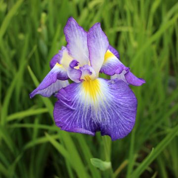Iris ensata Ocean Mist - Japanese Water Iris