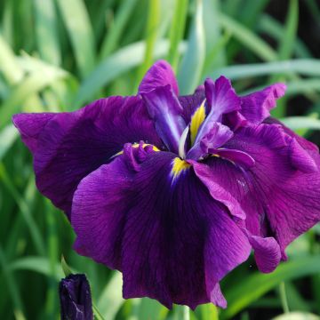 Iris ensata Royal Banner - Japanese Water Iris