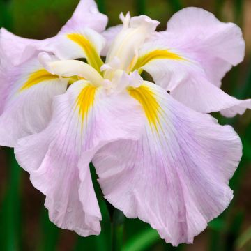 Iris ensata Worlds Delight - Japanese Water Iris