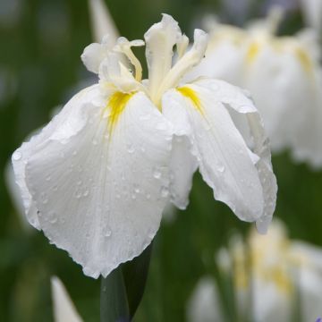 Iris du Japon - Iris ensata Diamant