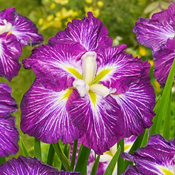 Iris ensata Dinner Plate Tiramisu - Japanese Water Iris