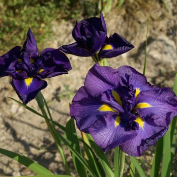 Iris ensata Geisha-Hiskiki - Japanese Water Iris