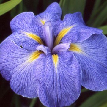 Iris ensata Mme Bigot - Japanese Water Iris