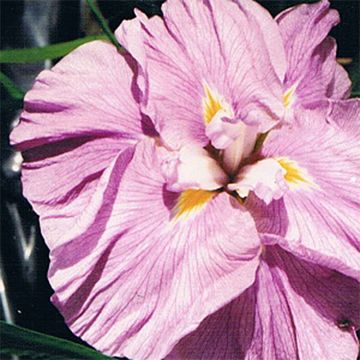 Iris ensata Worley Pink - Japanese Water Iris