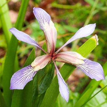 Iris foetidissima - Stinking Iris