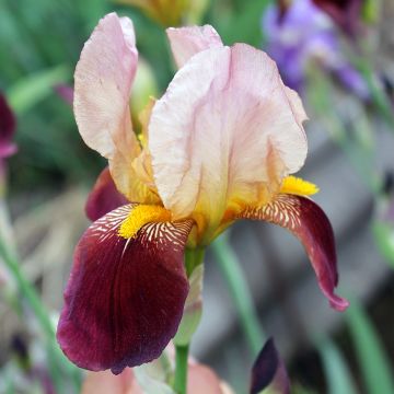 Iris germanica Agrippa - Bearded Iris