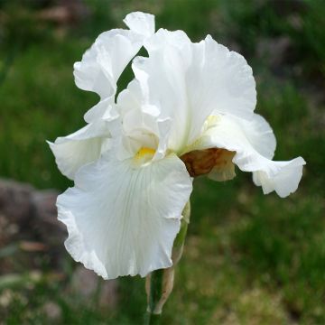 Iris America's Cup - Tall bearded Iris