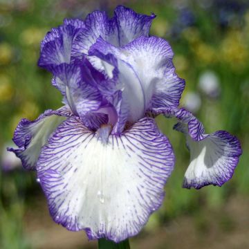 Iris germanica Autumn Circus - Bearded Iris